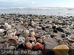 Shells on the Beach